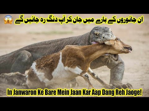 Top 4 Jungle Ke Janwar! 😱 #wilddarinday #animalfacts #wildlife