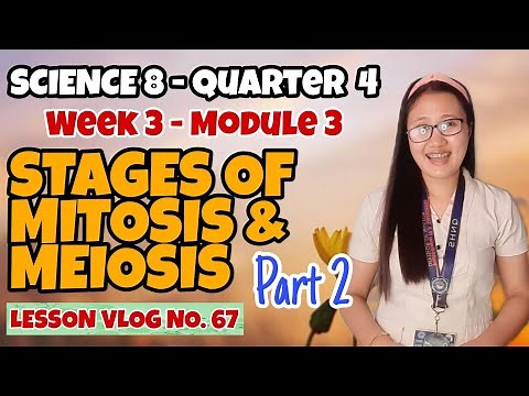 Stages of Mitosis and Meiosis (Part 2 - Module 3) | SCIENCE 8