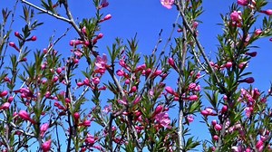Spring, Bloom, Barberry. Free Stock Video