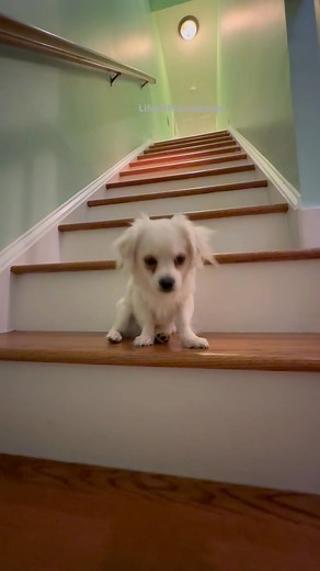 1.5K views · 30 reactions | #lifewithsmalldogs #maltese | Life with Small Dogs | Facebook