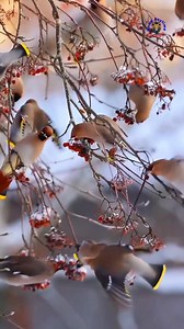 🔥 The Bohemian Waxwing — Winter’s Most Stylish Bird! ❄️🐦 😍 Silky feathers… ✨ Candy-red wing tips… 👑 A royal crest… This bird looks like it was designed by an artist! 🎨💫 #BohemianWaxwing #WildlifeReels #BirdTok #NatureVibes #AestheticBird | Know Anytime