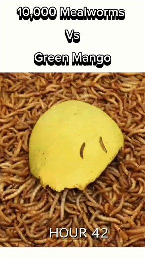 Can Thousands of Mealworms Finish a Whole Mango? 🥭🐛 #shorts #mealworms #timelapse