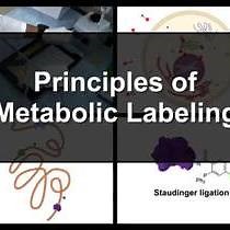 Video: Isotopic, Photoreactive and Bioorthogonal Metabolic Labeling