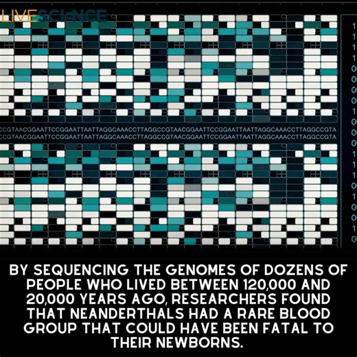 2.8K views · 34 reactions | Human populations that left Africa evolved quickly whereas Neanderthals stayed the same, according to an analysis of blood group systems. Learn more  https://live-science.visitlink.me/VfI4hX | LiveScience | Facebook