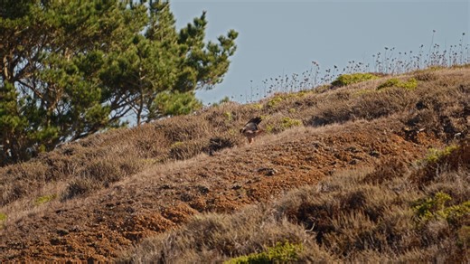 American Kestrel strafing Red-tailed Hawk - Mori Point, Pacifica 10/27/25. While I was videoing the Red-tailed Hawk, I was seeing a bird taking strafing runs at it. It started while the hawk was sitting in a tree and continued when the hawk took off, as well as when the hawk landed and took off again. With my face in the back of the camera and the intruder moving very fast, I couldn't make out what it was. After reviewing the footage I was delighted to discover it was an American Kestrel. It was