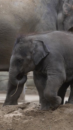 Rita Jean: The Spunky Baby Elephant of Our Herd
