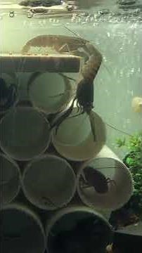 Lobster Air Tawar Redclaw (Cherax quadricarinatus)