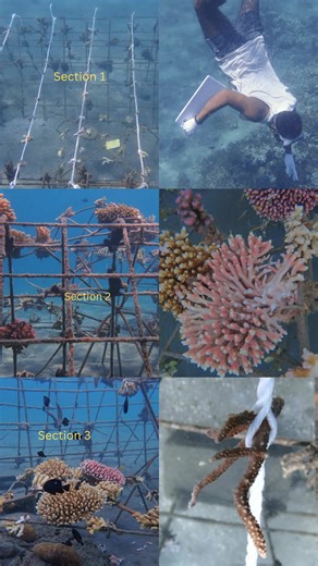 🌊 Monitoring Coral Growth Across Sections 1, 2 & 3 – Ialakua Youth in Action 🌿 Our youths from Ialakua Village have been actively studying different sections of our reef to understand how our coral nurseries grow under varying environmental conditions. Even without environmental testing kits, we rely on what we do have, our eyes, our traditional knowledge, and our ability to read the environment. We observe tides, water clarity, coral color, sedimentation, and even the behavior of fish and inv