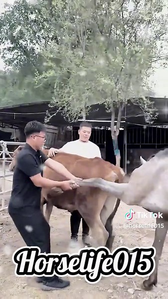 Horse and Cow Breeding Insights for New Calves