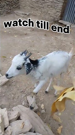 Funny Goat Reaction You Won’t Believe 😂🐐