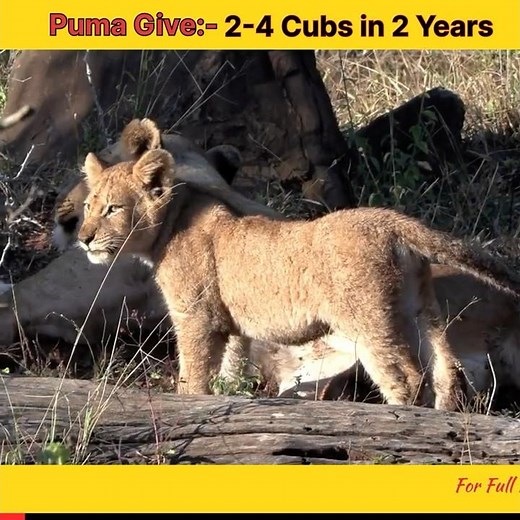 Cougar(Puma) Gives 2-3 Cubs In 2 Years #puma #Wildlife #AnimalFacts #Nature #cougar