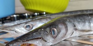 How To Cook Barracuda?