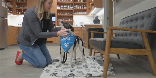 New open concept emergency veterinary clinic opens in Marietta