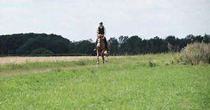 Prendre soin de son cheval au pré