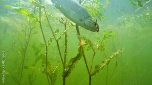 Catch of fish. Common Roach on the hook. Underwater video from fresh water lake. Outdoor sports and leisure. Animals in nature. Stock Video