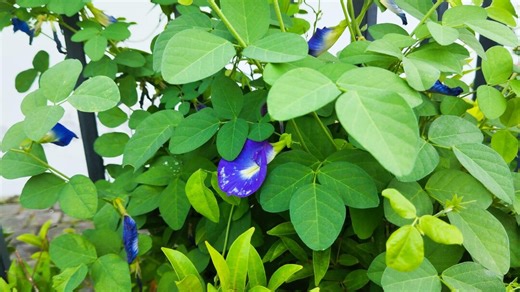 Butterfly Pea Seeds (clitoria Ternatea) 50ct – Blue Flowering Vine for Trellises, Pollinator Gardens, Tropical Climber - Etsy Canada
