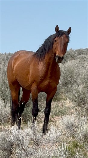 196K views · 2.2K reactions | Very happy to see Mahogany again, he’s...