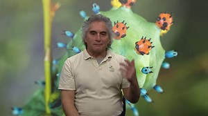 Exploring the Majestic Cecropia Moth: Join Mark Berman, the Bug Man, in this captivating video showcasing North America's largest moth! | Ohio Channel