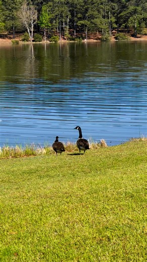 2.3M views · 34K reactions | The Snake (moral story)#life #lifecoaching #moral #inspirational #snakes #truth #reels #fyp @topfans | Uplifting Vibes | Facebook