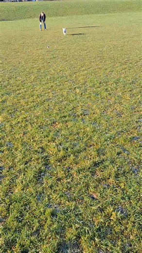 Dear Diary. 2025 is almost over & I have had a great year. I moved house in January & a week later celebrated my 8th birthday. I quickly settled into village life & adapted to having the river down the road instead of the beach although I wasn't too keen on the constant renovation work. I enjoyed lots of new walks & days out, went to my first Dogstival & ate copious amounts of porridge, sausage & anything else I could get my paws on. I was invited to be a VIP for Paws 4 Fort & added to my rosett