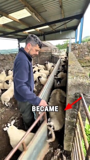 Sheep Try to OUTSMART the Shepherd 🐑