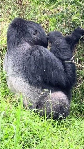Gorilla family relaxes in the forest🤩 #gorilla #wildlife #animals