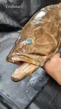 ⚠️60秒でわかる‼️【天然クエの㊙️】丁寧に愛を持って捌くことは美味しさに比例する#japan #shorts #howto
