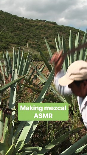 32K views · 195 reactions | Relax with this mezcal making ASMR. #mezcal #asmr #howitsmade | Business Insider | Facebook