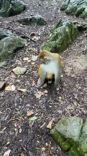 45K views · 642 reactions | Wow eating #monkeys #monkey #animals #wildlife #nature #pets #cute #birds #funny #bird #love | Hello Monkey CC | Facebook
