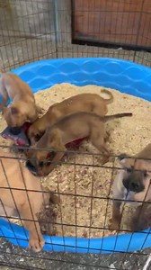 Boxer Shepherd mix pups 10 weeks old | Florida Pointer Rescue