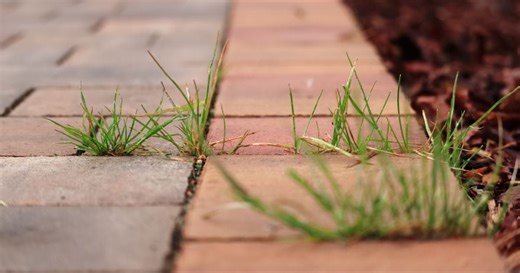 0,99 € chez Action : il suffit de cet outil pour retirer toutes les mauvaises herbes sans rien pulvériser