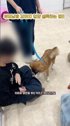 부모님께 강아지 입양 성득하는 법!! #서울동물복지지원센터 #어린이동물보호교육 #강아지입양