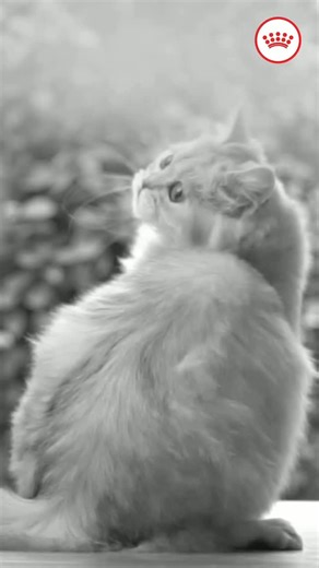 A happy Persian cat starts with a curious mind!  Keep them sharp with toys, cozy hideaways, and interactive playtime. Whether it’s a game of hide-and-seek or a new trick to learn, your Persian deserves the best. Explore Royal Canin’s exclusive range, tailored to their every need.  #royalcanin #petwellness #tailorednutrition #petlovers #petcare #pethealth #catlovers | Royal Canin | Facebook