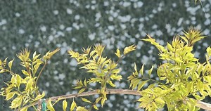 Pergola with climbing plant of bignonia. Green spring leaves move with the wind.