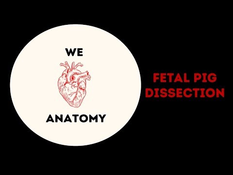 Fetal Pig Dissection
