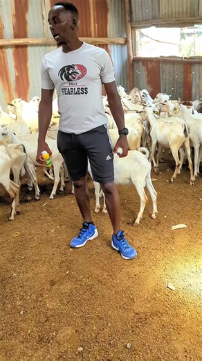 Addressing Eye Problems in Young Goats: A Guide