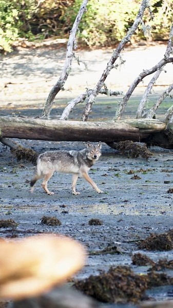 📍 Port Hardy 📹 Coastal Rainforest Safaris "Sea Wolves are alive and well in T̕łat̕ła̱siḵwa̱la territory! These beautiful animals are sacred to tribes and are iconic figures in our oral traditions!" - 𝗟𝗲𝗮𝗿𝗻 𝗺𝗼𝗿𝗲 𝗮𝗯𝗼𝘂𝘁 𝘄𝗶𝗹𝗱𝗹𝗶𝗳𝗲 𝘃𝗶𝗲𝘄𝗶𝗻𝗴 𝗵𝗲𝗿𝗲: https://www.indigenousbc.com/things-to-do/wildlife-and-nature | Indigenous Tourism BC