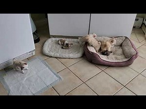 6 week Chihuahua puppies