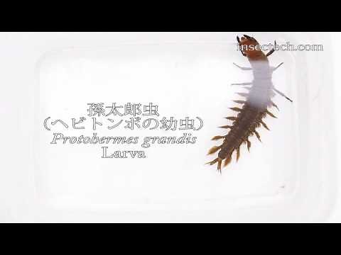 孫太郎虫（ヘビトンボの幼虫）Protohermes grandis Larva