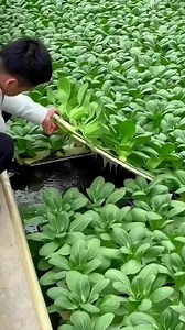 #hydroponics #gardening #hellomgakaperfect #vegetables | Arlene Sosmena