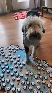 Bunny Wants to Talk in the Night? 🐾🌙 | Whataboutbunny