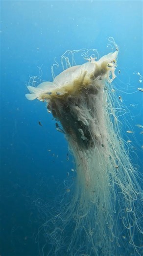 3.2K views · 5.5K reactions | Almost hypnotic to watch underwater. . . . . #jelly #jellyfish #jellyman #swrdive #swr #southwestrocks #oceans # pacific #nature #australia #scubadiving #underwater #uwphotography #scubadive #sea #travel #crescenthead #portmacquarie #coffsharbour #oaswr #visitnsw | South West Rocks Dive Centre | Facebook
