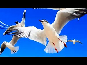 Seagull Sound Effect. Ocean Relaxing Beach Sounds with Seagulls. Beach Sounds with Seagulls