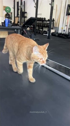 a cute cat is exercising #cat