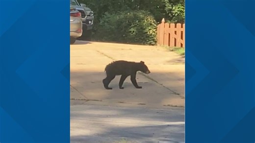 'We have a bear in Ballwin': Black bear spotted in Ballwin