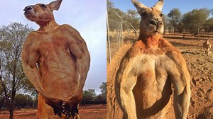 Roger, the Ripped-as-all-Hell Kangaroo, Has Died
