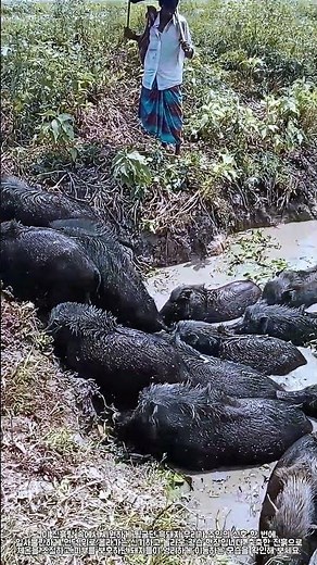 진흙 목욕 즐기던 흑돼지들의 일제 이동 #farming #skills #pigs #mudbath #livestock