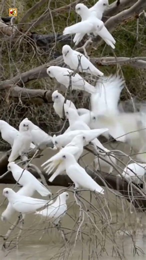 White Cockatoo Sounds | Flock Of White Cockatoos Perched On Bare Branches