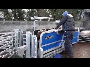 CLIPEX Sheep Handling - Clipex Sheep Handler with Auto Drafting
