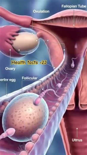 Sperm Meets Egg: The Miracle of Fertilization Explained#Fertilization#PregnancyJourney#BabyPlanning